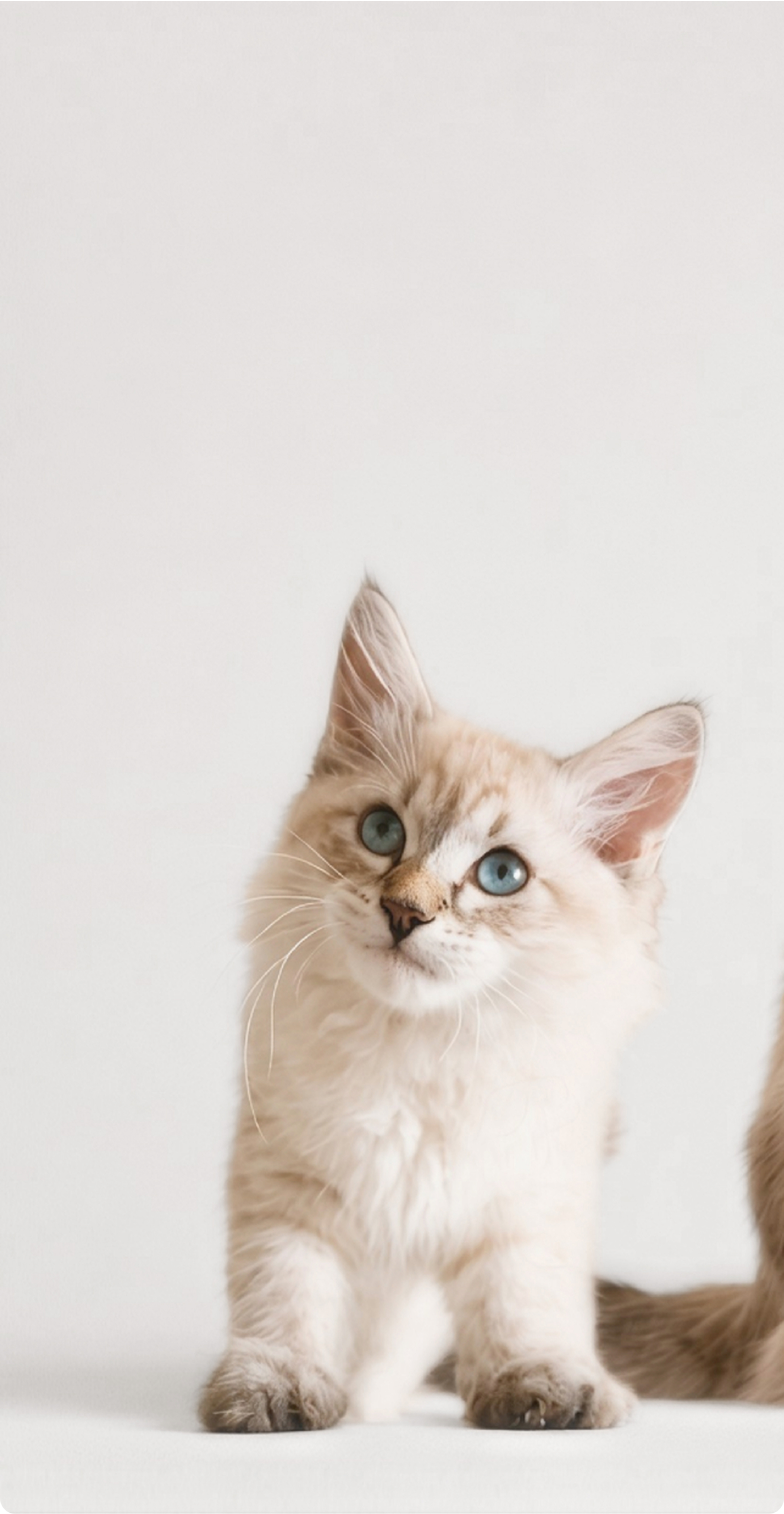 A kitten sitting